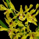 Dendrobium Canary X Chanchao Twist